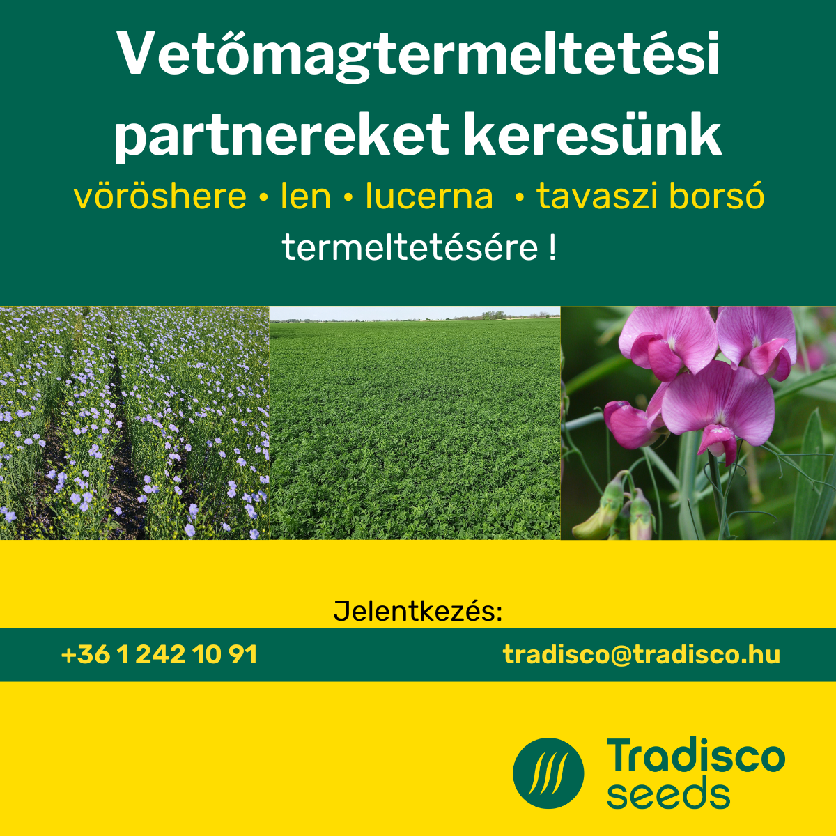vetőmag termeltetésre keresünk termelőt