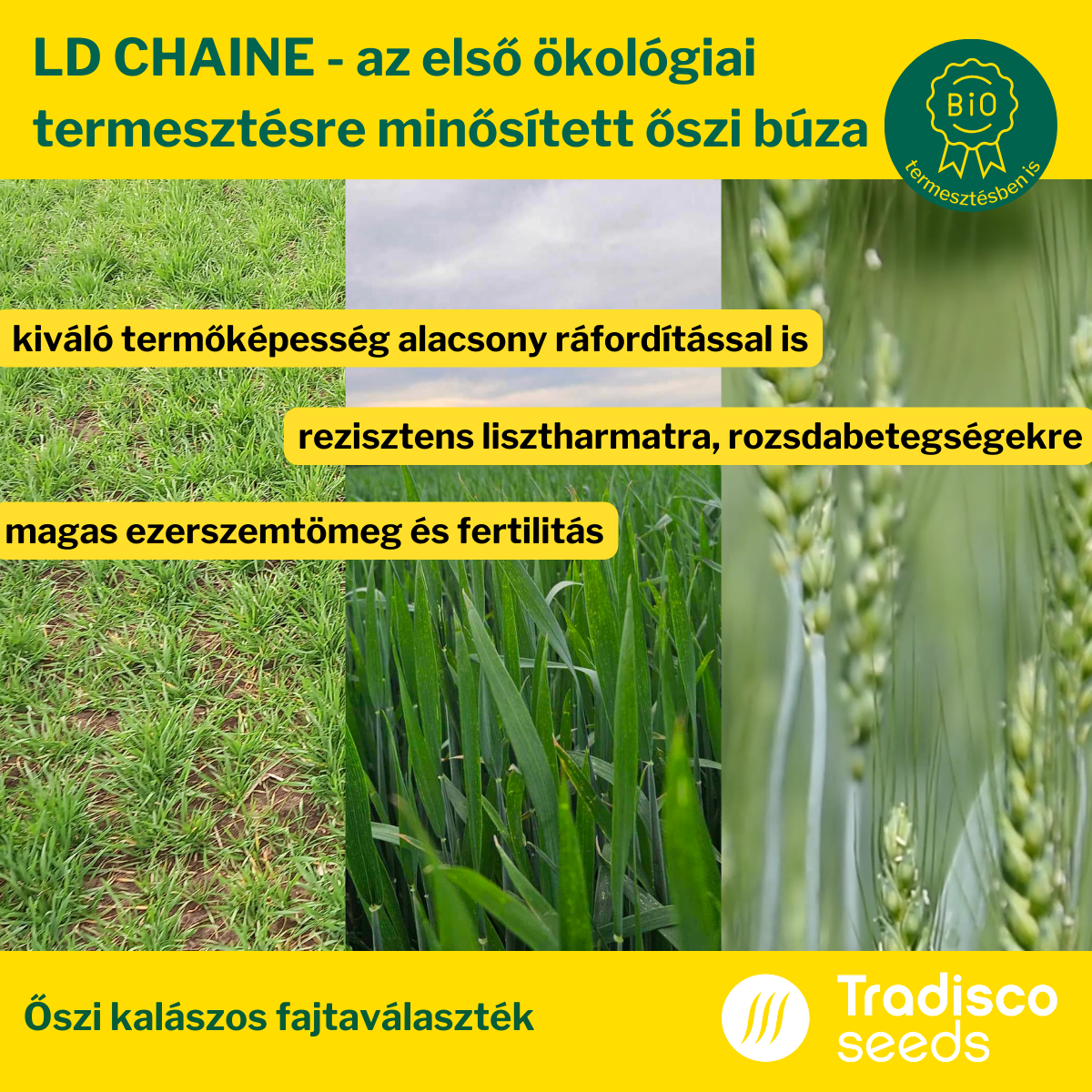 vetőmag ld chaine búza bio