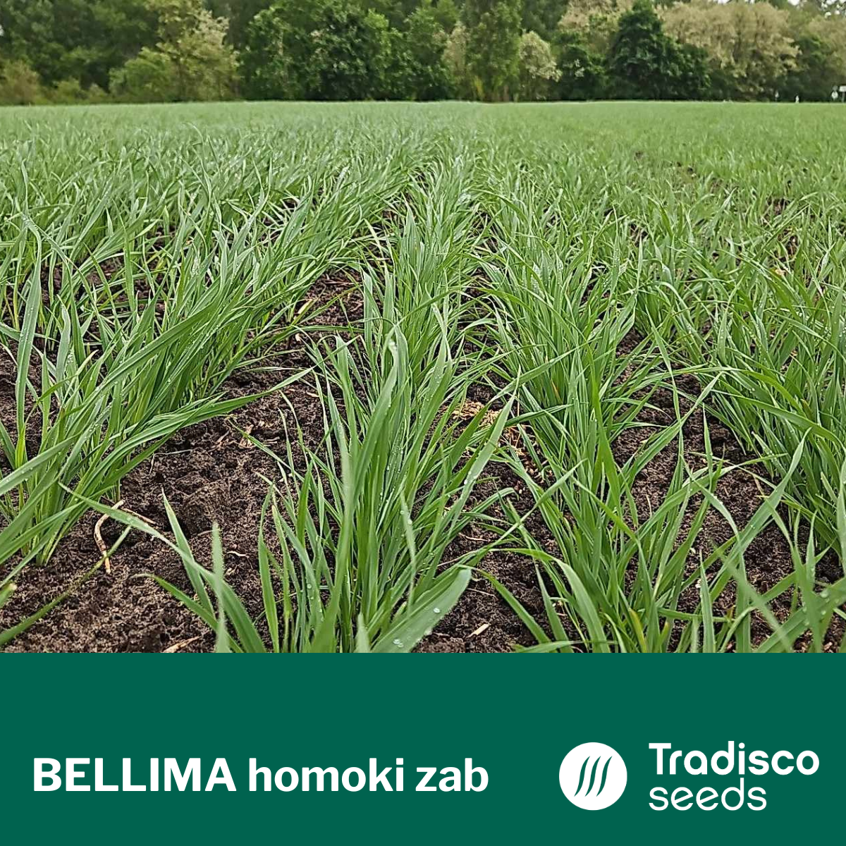 bellima homokizab vetőmag